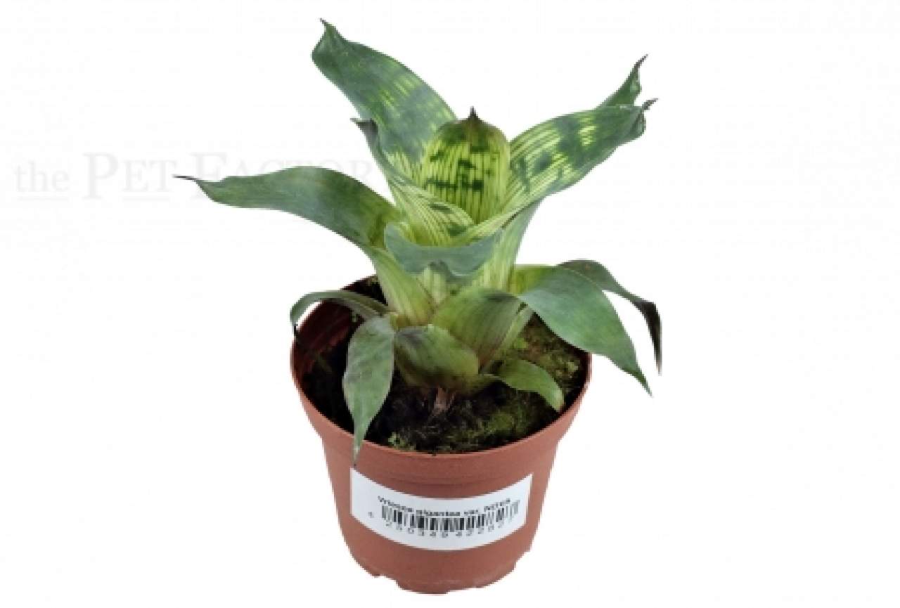 Vriesea gigantea var. NOVA